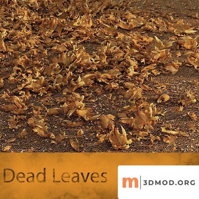 Dead Leaves