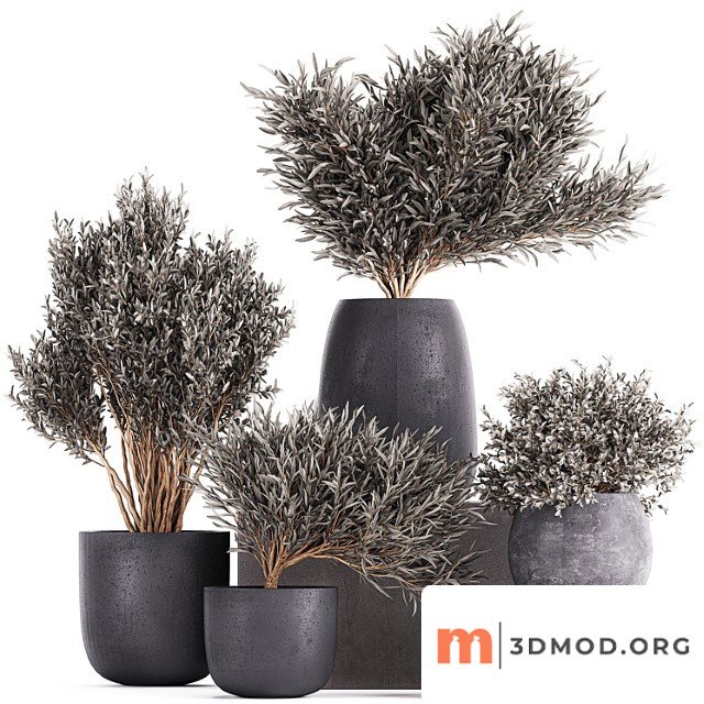 Plant collection 812. olive, outdoor flowerpot, bushes, black pot, tree, bushes, concrete