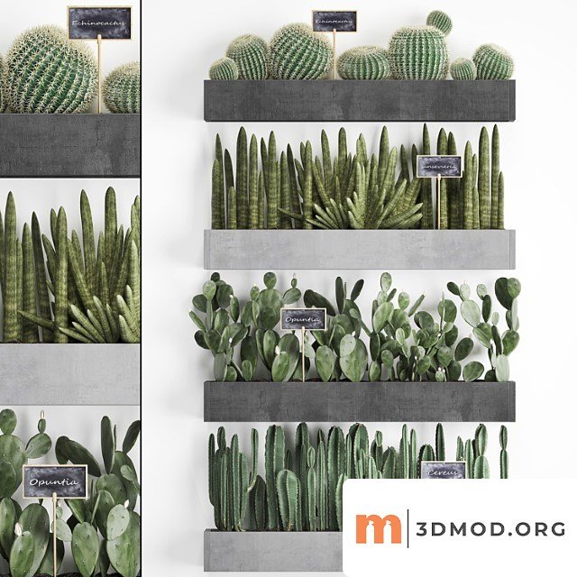 Vertical Gardening 43 Cacti Shelf with Flowers Echinocactus Cereus Sansevieria Prickly Pear Barrel Cactus Eco Design Plants Phytowall