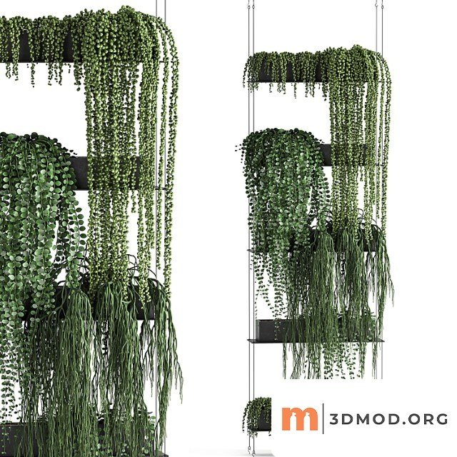 Vertical gardening succulents, hanging plants, a black shelf, a krestovnik, a phytostena, a phytomodule. set 65