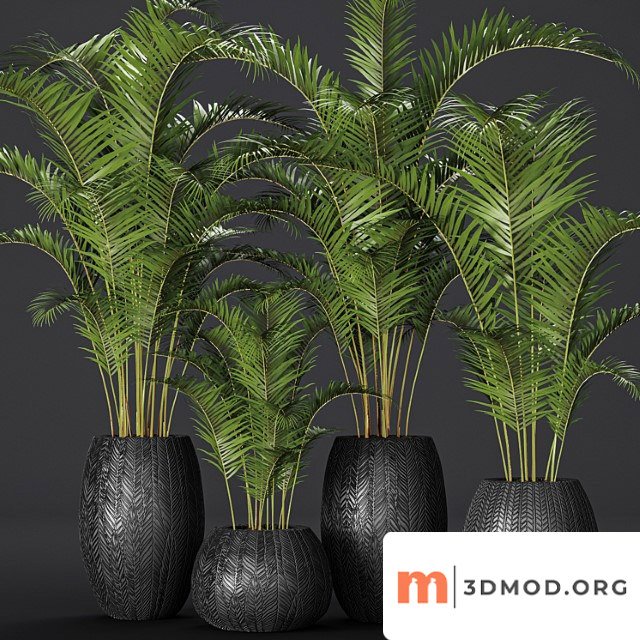 A collection of palms in pots 2. palm tree, flower, pot, bush, flowerpot