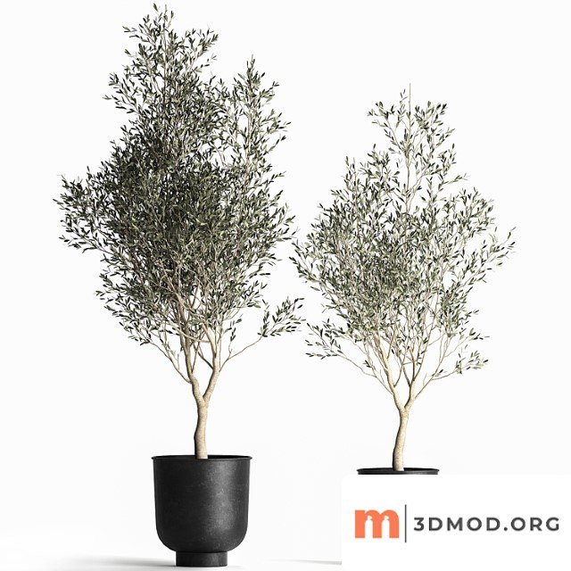 A collection of small olive trees in a black metal pot and flowerpot. set 967.