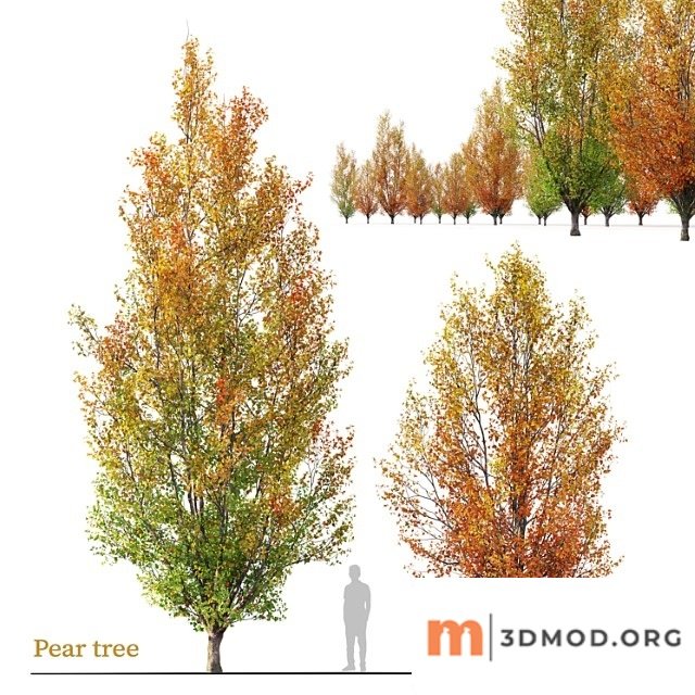 Autumn pear tree 02
