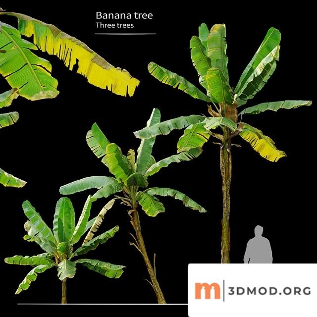 Banana Tree 6