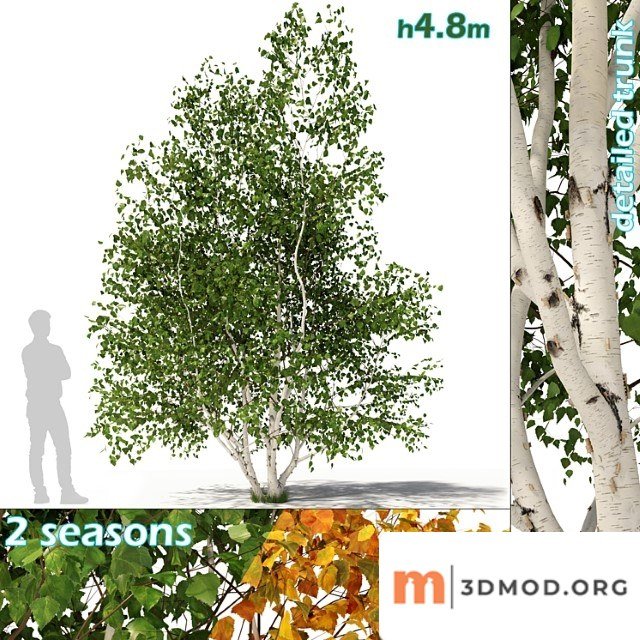 Betula pendula multi stem v02