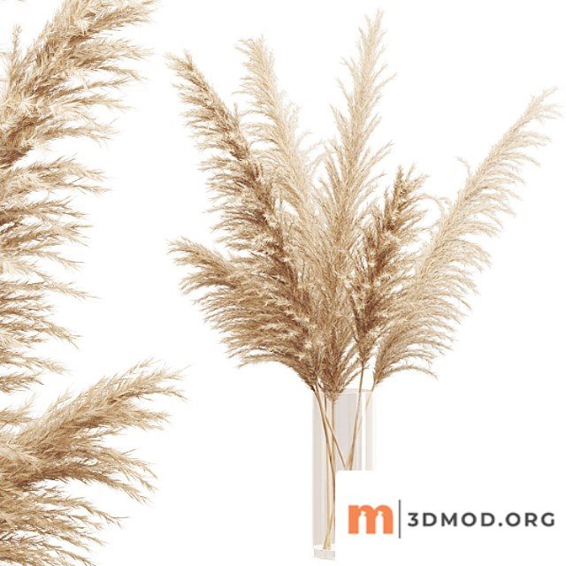 Big dried flower pampas grass in glass vase