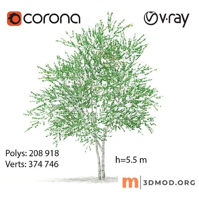 Birch Tree 2