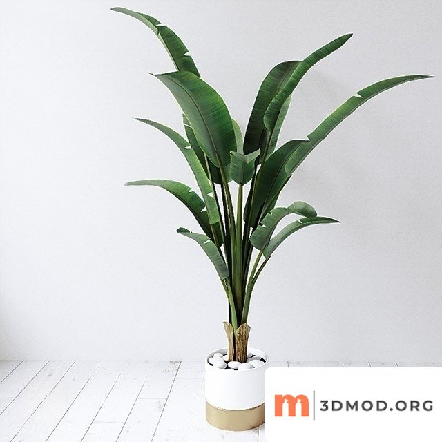 Bird Paradise Plant