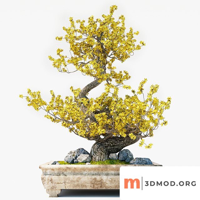 Bonsai Yellow