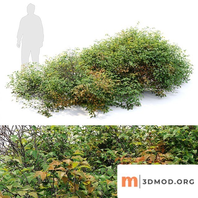 Bush 022