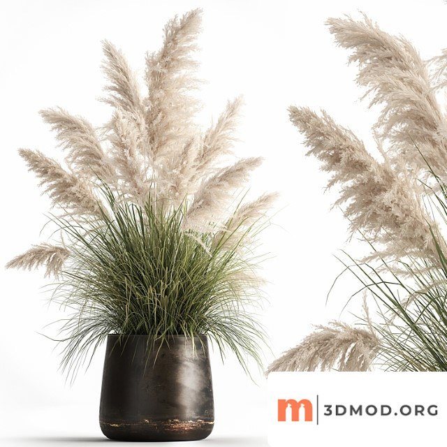 Bush white pampas grass in a street rusty metal pot, white reed, cortaderia. 1032.