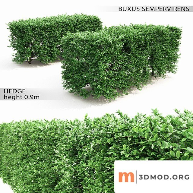 Buxus hedge