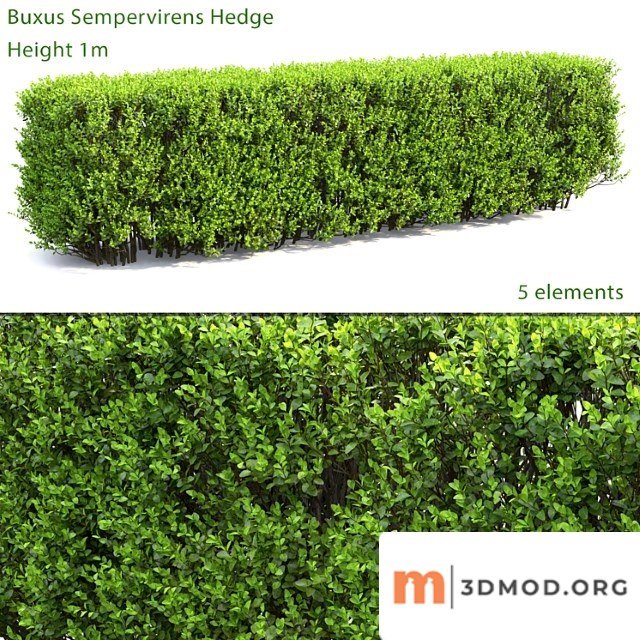 Buxus_2_2
