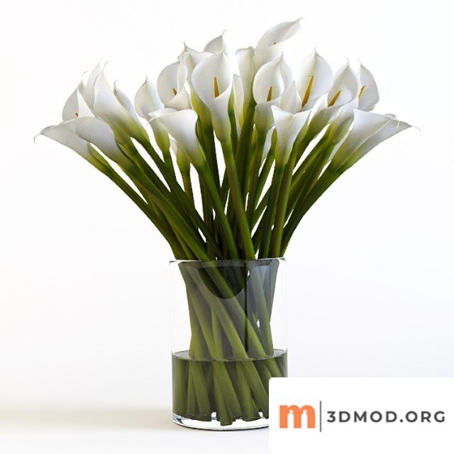 Callas