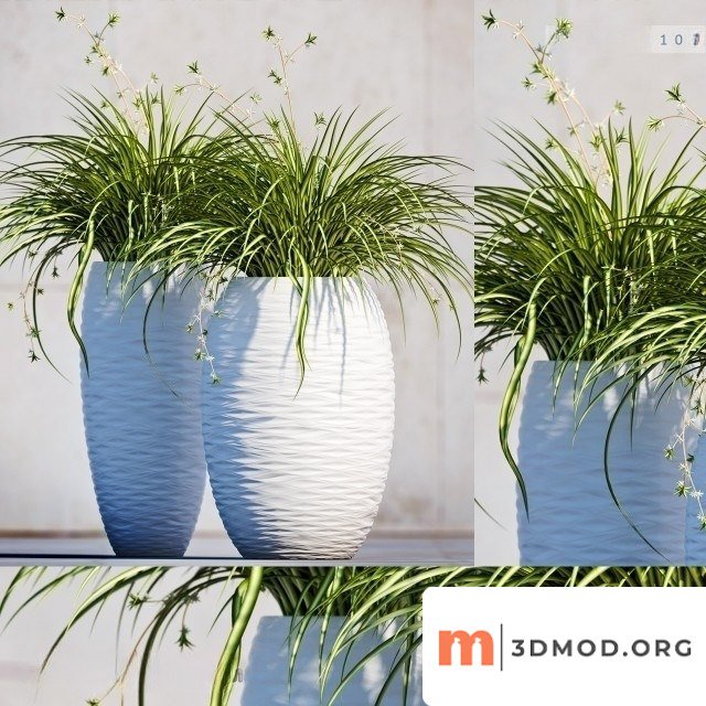Carex Morrowii