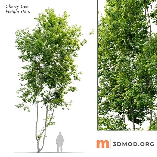 Cherry tree