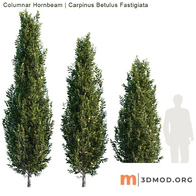 Columnar hornbeam