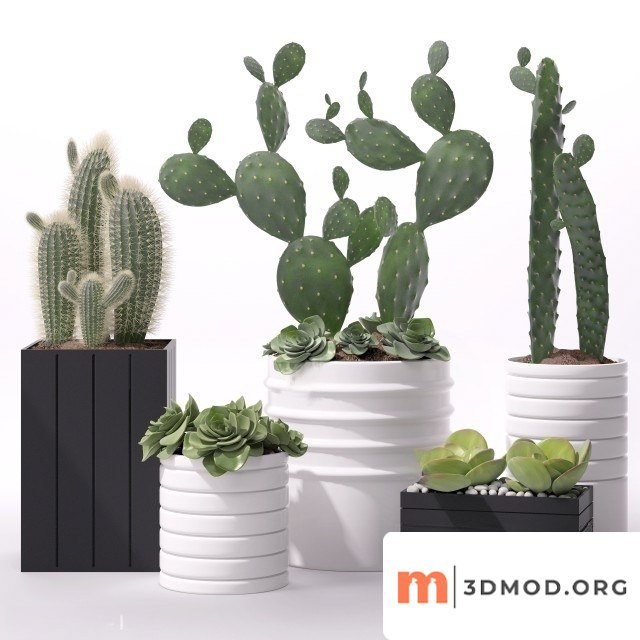 Contemporary House Plants