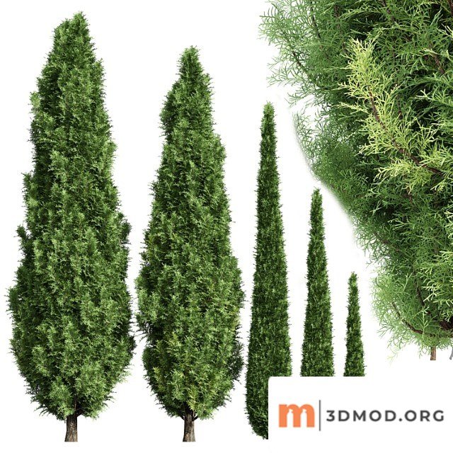 Cypress 5 Trees
