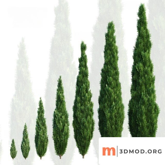 Cypress Tree