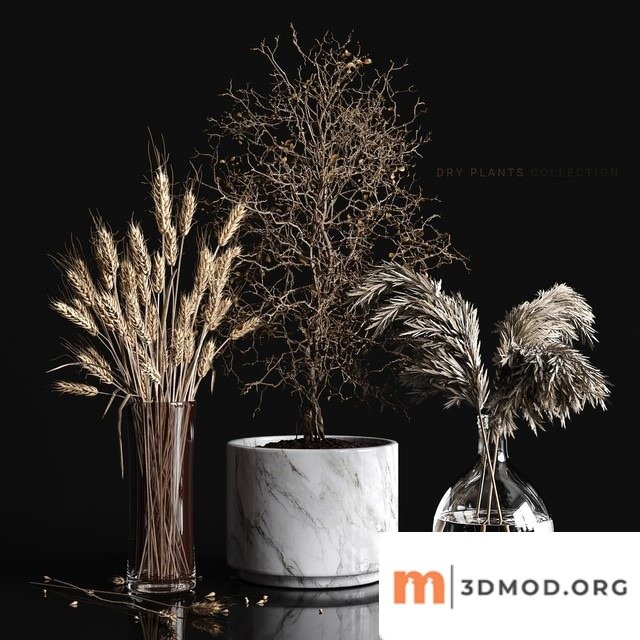 Dry Plants Collection