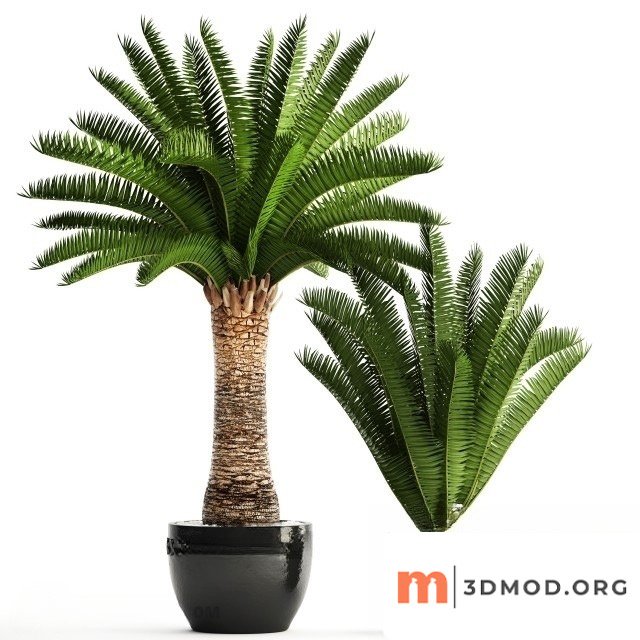 Encephalartos Altensteinii