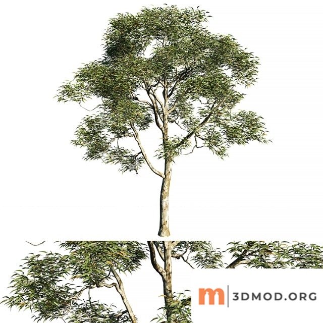 Eucalyptus saligna tree 02