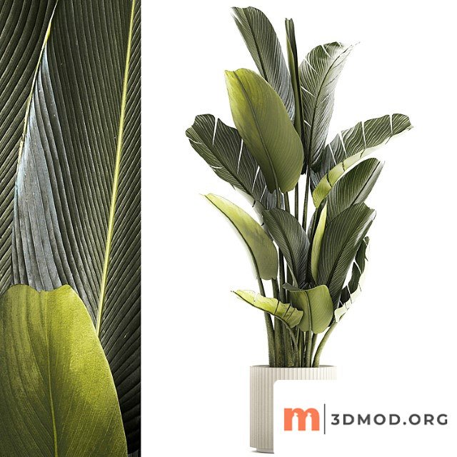 Exotic Bush Plants In Flower Pot Ravenala Strelitzia Banana Palm Plant Collection 1328
