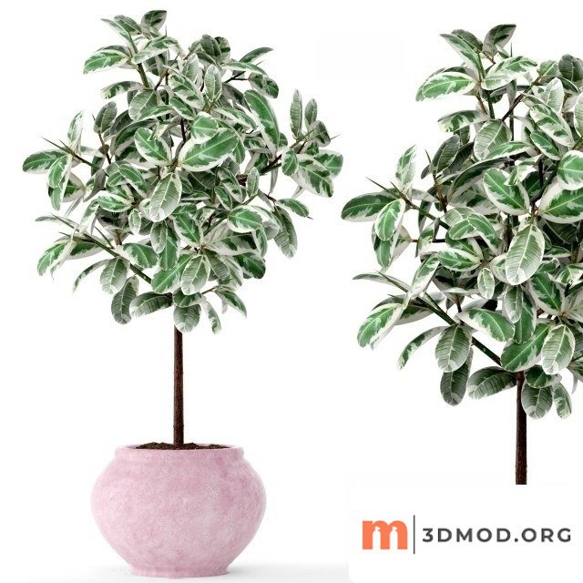 Ficus 2