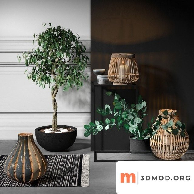 Ficus Benjamiana Set