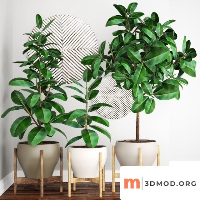 Ficus Elastica Tree Pot