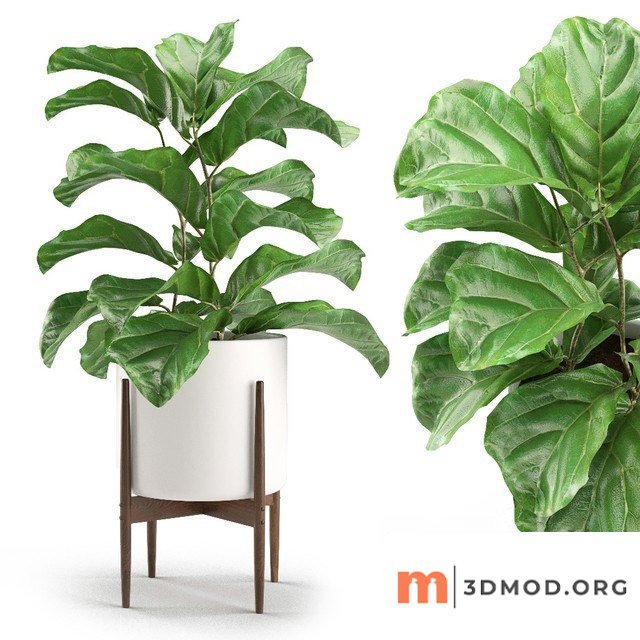 Ficus Lyrata 3