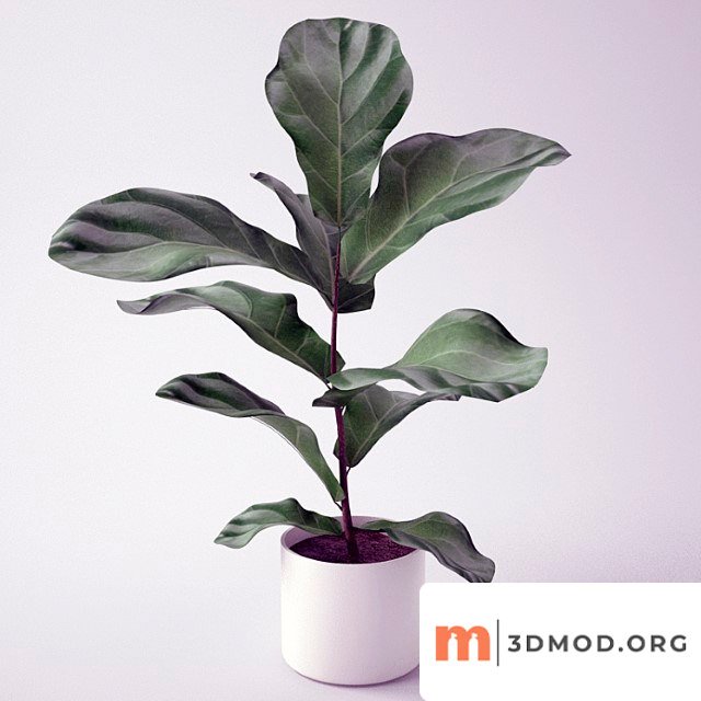 Ficus Seedling Of Ficus