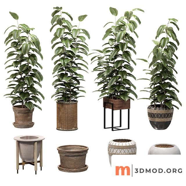 Ficuses In Pots