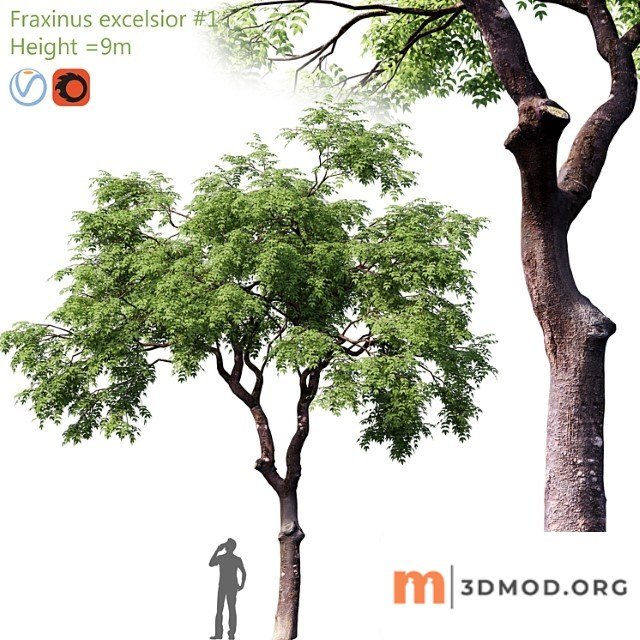 Fraxinus Excelsior 1