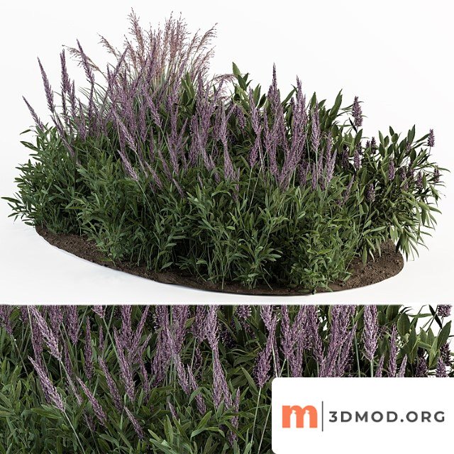Garden set lavender bush plants - outdoor plants set 413