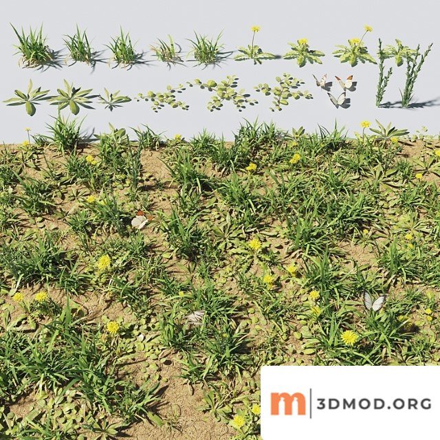 Grass Plants 2