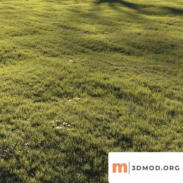 Grass and flower
