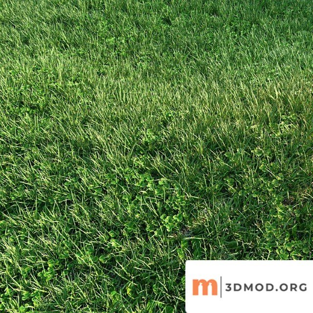 Grass