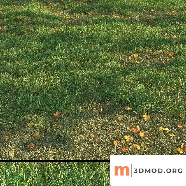 Grass011