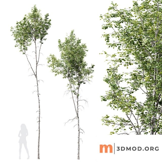 HQ Plants Betula Pendula 02