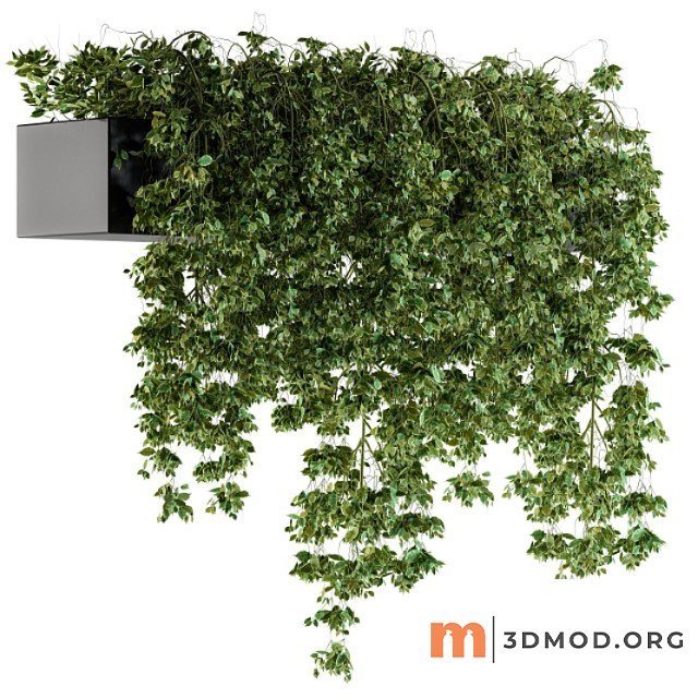 Hanging Ivy Plants In Pot