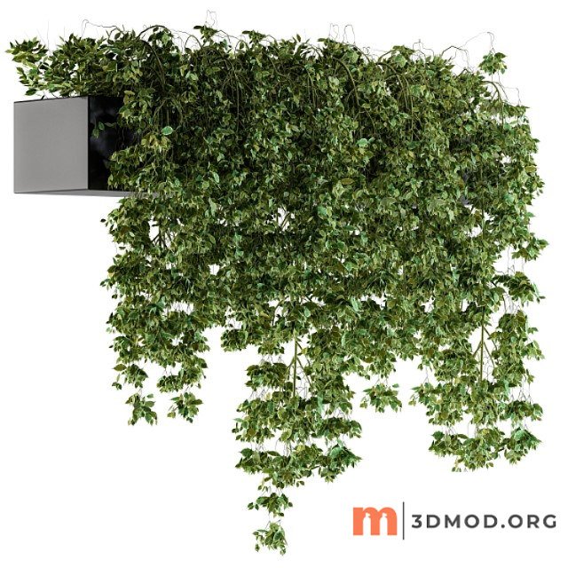 Hanging Ivy Plants in Pot