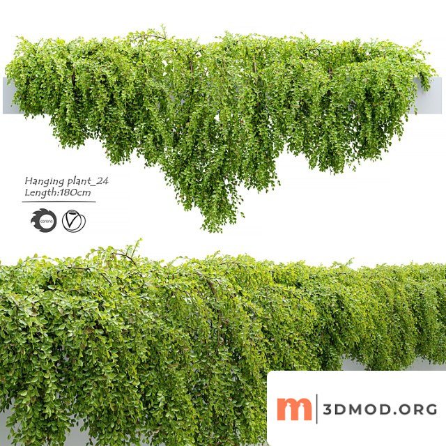 Hanging Plant 24