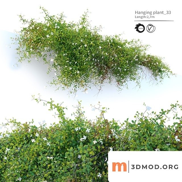 Hanging Plant 33
