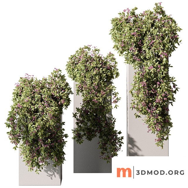 Hanging Plant in Box Outdoor Plants 454