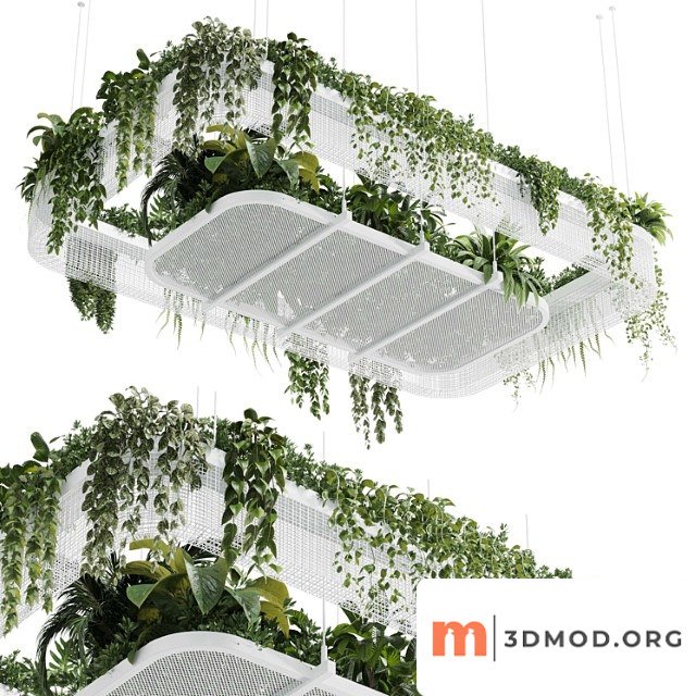 Hanging Plants Indoor Plant 323 Corona 2