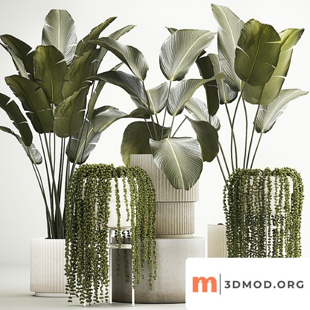 Hanging Plants Succulents Rowley And Calathea Lutea Strelitzia Potted Plant Set 1322