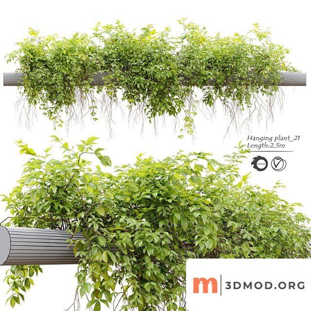Hanging plant 21