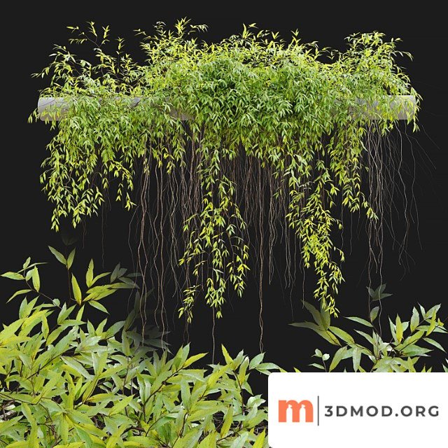 Hanging plant 25